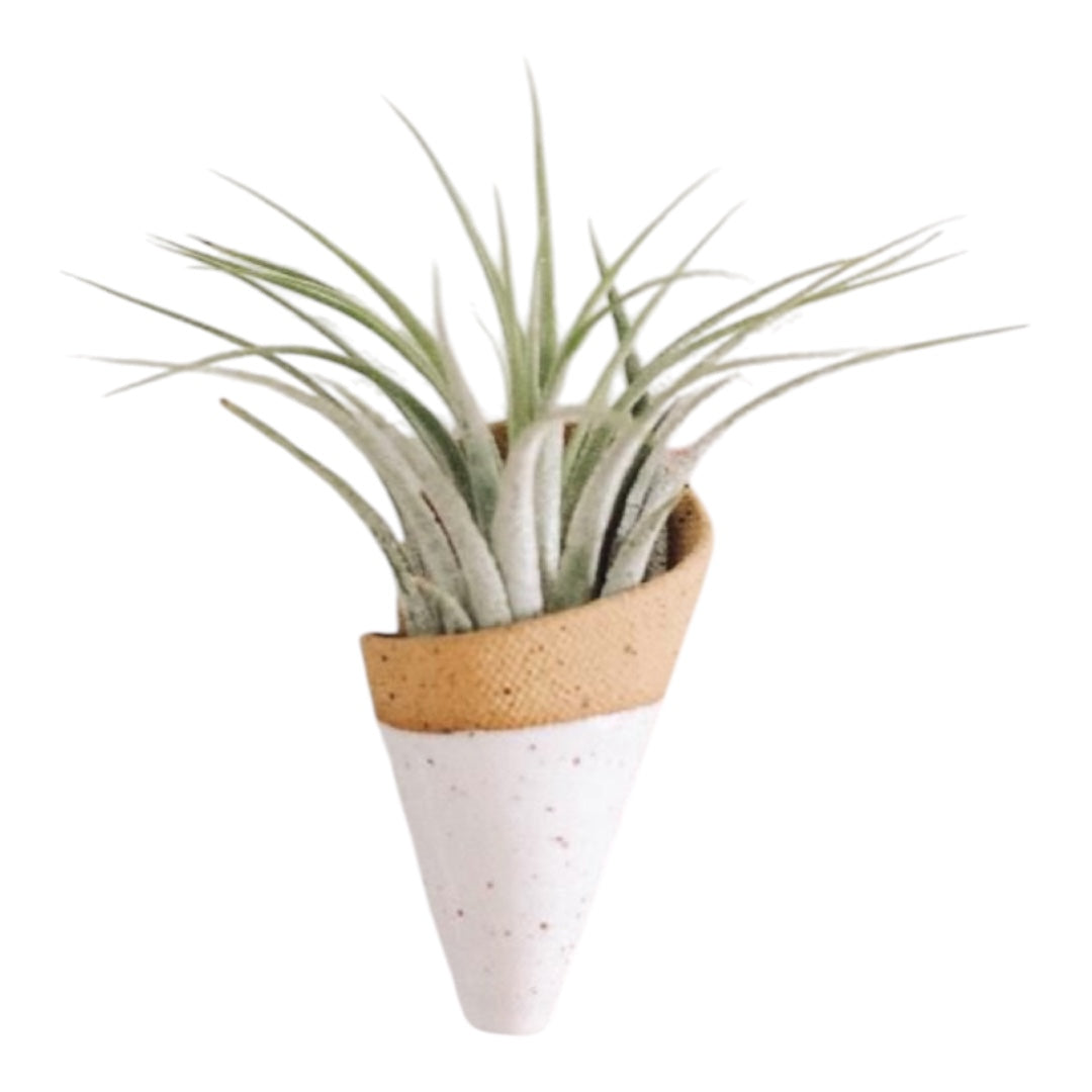 Air Plant Pockets